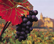 uvas