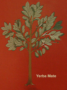 &aacute;rbol de mate